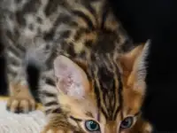 Бенгальские котята питомник родословные, фотография 5
