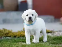 Высокопородные щенки лабрадора, фотография 3