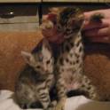 Продам бенгальских котят, кота, кошку., фотография 2
