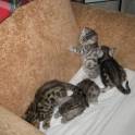 Продам бенгальских котят, кота, кошку., фотография 5