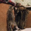 Продам бенгальских котят, кота, кошку., фотография 6