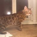 Чемпион породы бенгальский кот, приглашает на вязку., фотография 2