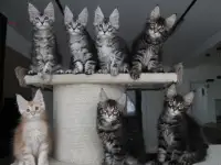 Котята мейн кун!, фотография 3