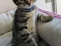 котенок, фотография 2
