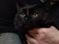 Шикарный котик в добрые руки, фотография 5