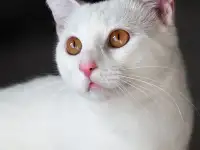Котик в дар, фотография 3