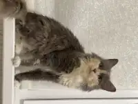 Трехцветная кошечка Луна ищет дом и любящую семью, фотография 6