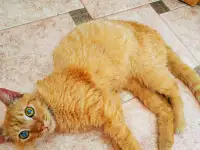 Рыжий кот Гарик в дар добрым сердцам, фотография 2