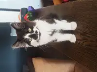 Котенок в дар
