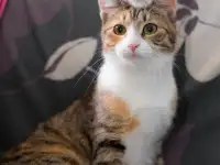 Кошка ОЛСИ ИЩЕТ дом