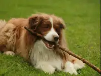 Щенки бордер колли, фотография 9