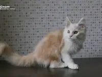Мейн-кун котёнок  мальчик, фотография 3