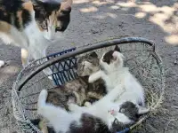 Котята в добрые руки, фотография 2