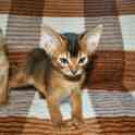 Абиссинский котенок, фотография 5
