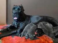 Щенки кане корсо, фотография 4