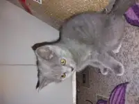 Британские котята, фотография 2