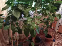 Продам цветы, фотография 2