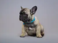 Милые французики, фотография 8