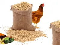 Комбикорм для кур, купить в Минске с Доставкой