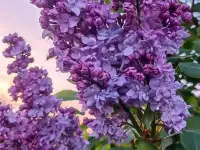 Цветы, саженцы, рассада, фотография 8