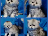 Котята шиншиллята шотландские., фотография 2
