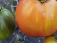 Томат большая говядина