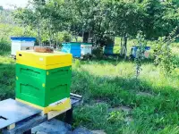 Натуральный мёд разнотравье из собственной пасеки