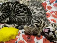 Бенгальские котята, фотография 5