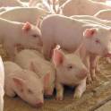 комбикорм для свиней и кур, фотография 2