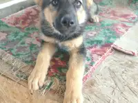 Щенки