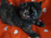 Экзотические плюшевые короткошетстные мраморные котята, фотография 8