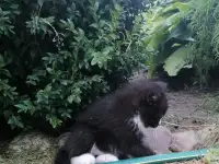 Котята ищут дом, фотография 3
