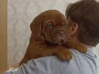Бордоские доги, фотография 2