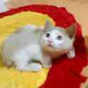 Котята, фотография 5