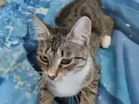 Отдам в хорошие руки котят или кошку, фотография 6