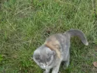 Котята ищут гостеприимный дом, фотография 2