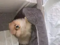 Щенки Шпица Мини, фотография 3