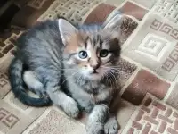 Котята в дар, фотография 2