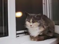 Сладкая кошечка Луна ищет дом!, фотография 5