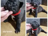 Щенки французского бульдога, фотография 6