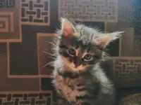 Котята в дар, фотография 4