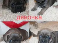 Французский бульдог щенки, фотография 3