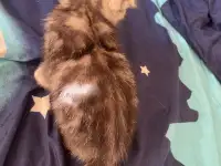 Шотландские котята, фотография 5