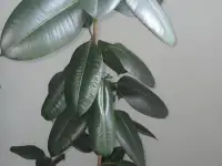 Фикус Каучуконосный, фотография 3