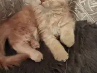 Животные, фотография 4
