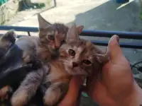 Котята в хорошие руки, фотография 3