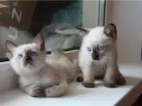 Чистокровные тайские (старосиамские) котята, фотография 3