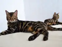 Угольный бенгальский котенок подрощенный, фотография 11