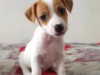 Щенки Джек Рассел Терьер