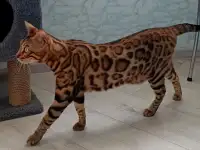 Бенгальские котята, фотография 4